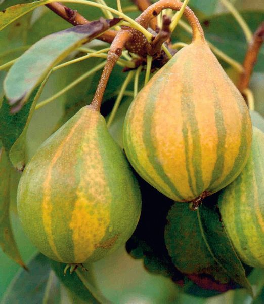 Švajčiarska pruhovaná hruška 'Schweizerhose'